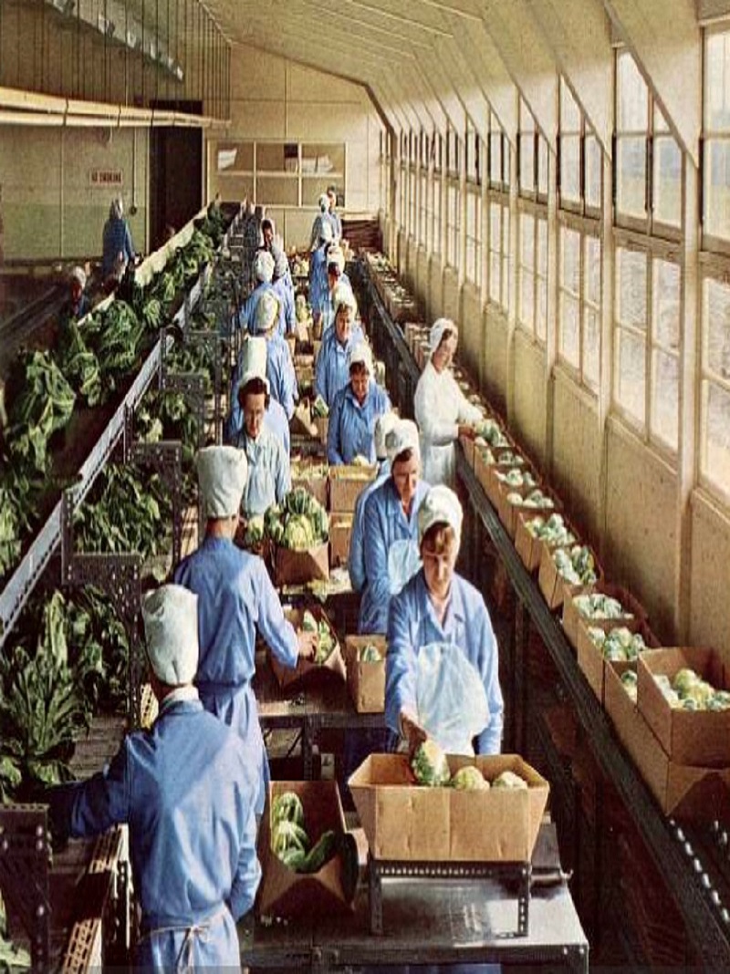 A coloured photograph of The Marshalls of Butterwick factory. There are several lines of women wearing blue dresses and white aprons, with hair caps are sorting vegetables. The women are sorting cabbages into cardboard boxes.