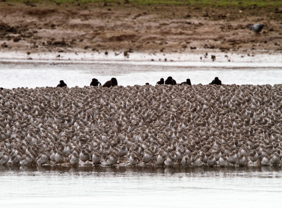 A photograph of Knot birds Roost in a lagoon. There are hundreds of birds roosting together in a group.