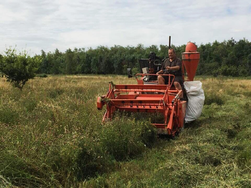 Coloured photograph of a man harvesting a crop on a small red harvester.