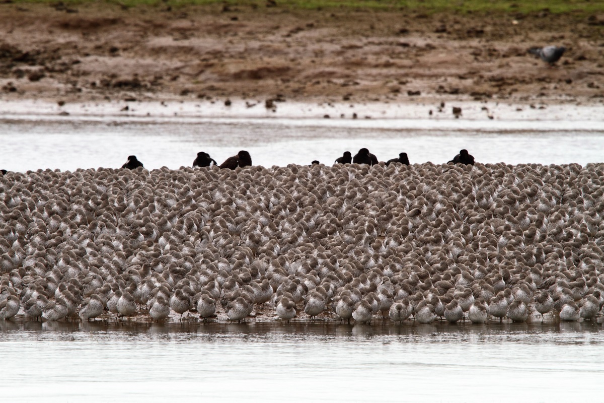 an image of the RSPB 3 knot roost